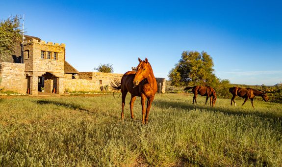 Melrose Mission Lodge Horses